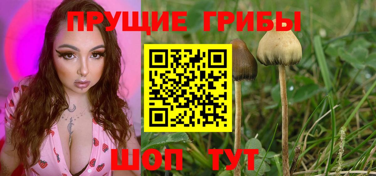 Псилоцибиновые грибы GOLDEN TEACHER Тимашёвск